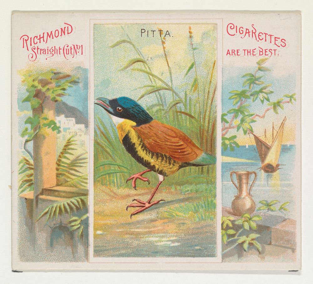 Pitta, from Birds of the Tropics series (N38) for Allen & Ginter Cigarettes issued by Allen & Ginter, George S. Harris &…