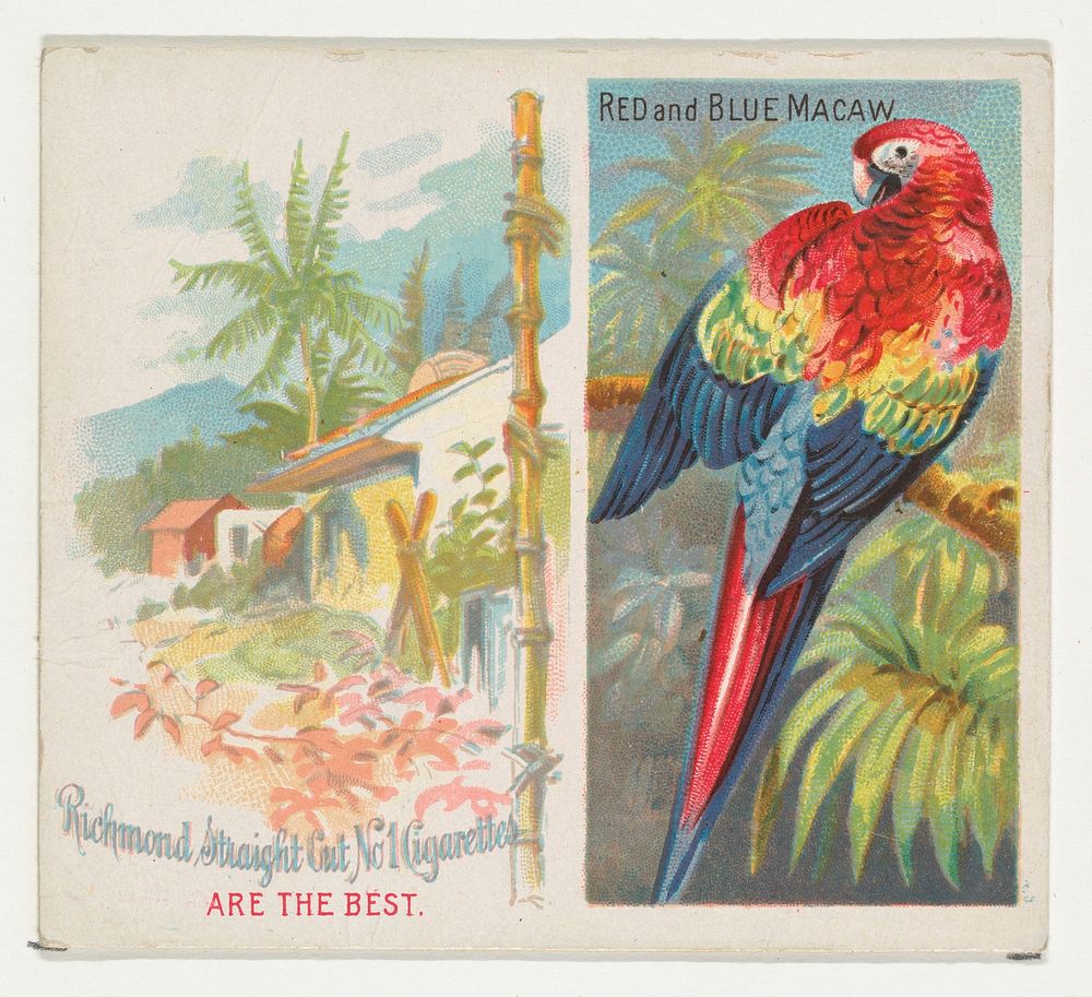 Red and Blue Macaw, from Birds of the Tropics series (N38) for Allen & Ginter Cigarettes