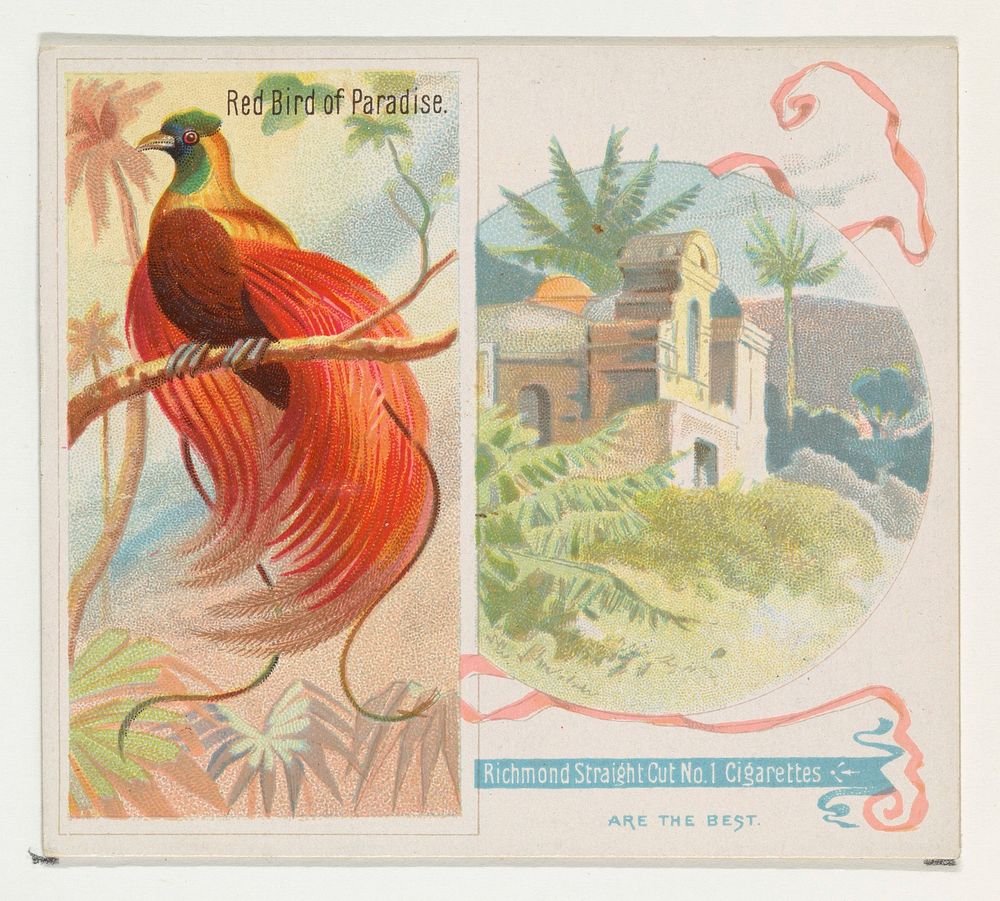 Red Bird of Paradise, from Birds of the Tropics series (N38) for Allen & Ginter Cigarettes