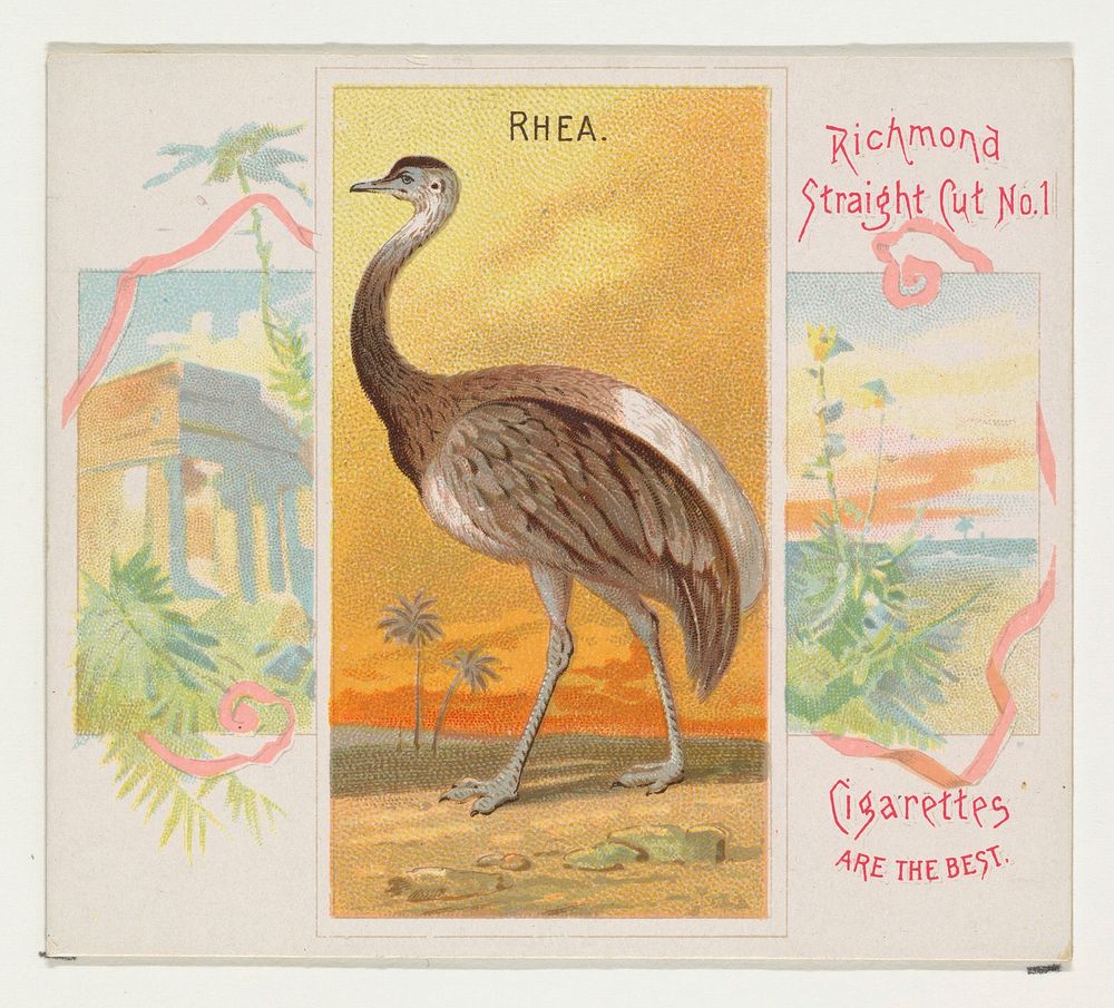 Rhea, from Birds of the Tropics series (N38) for Allen & Ginter Cigarettes