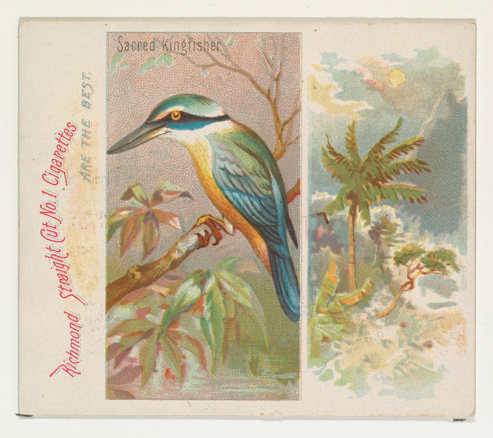 Sacred Kingfisher, from Birds of the Tropics series (N38) for Allen & Ginter Cigarettes