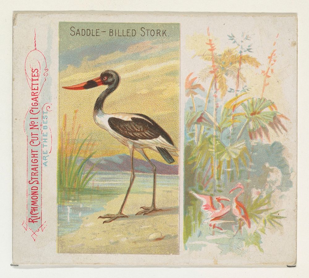 Saddle-Billed Stork, from Birds of the Tropics series (N38) for Allen & Ginter Cigarettes issued by Allen & Ginter, George…