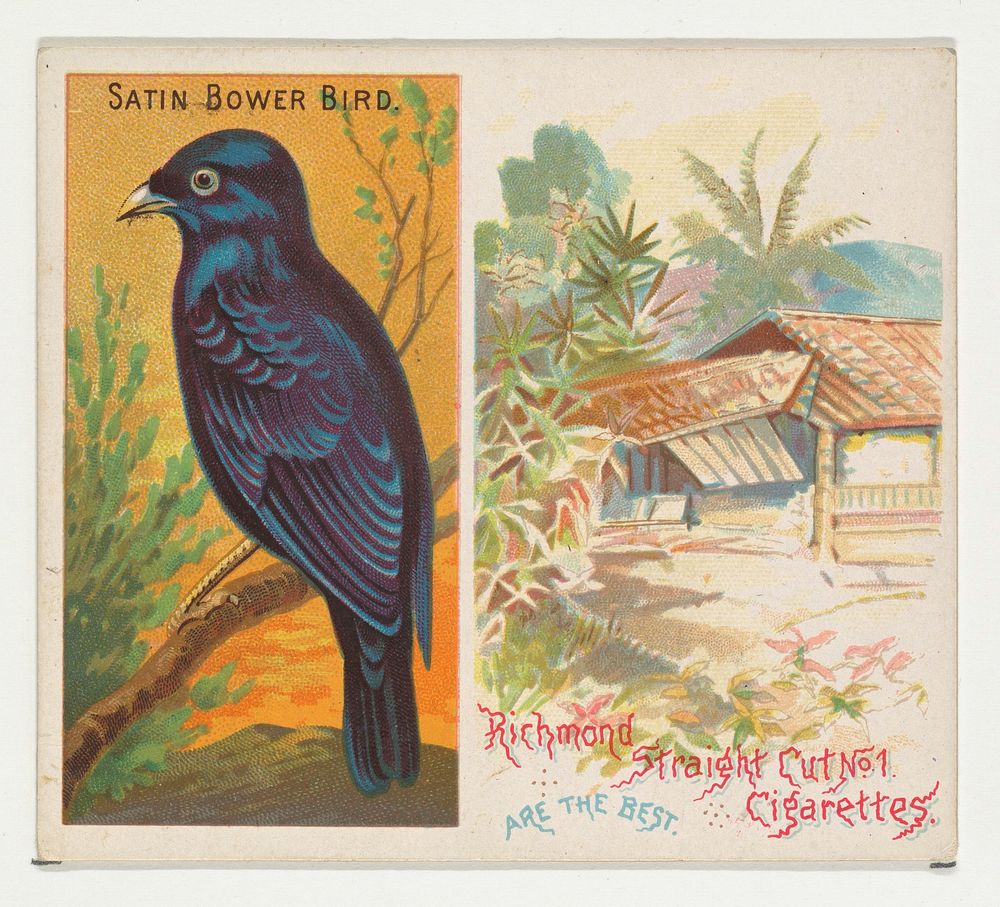 Satin Bower Bird, from Birds of the Tropics series (N38) for Allen & Ginter Cigarettes