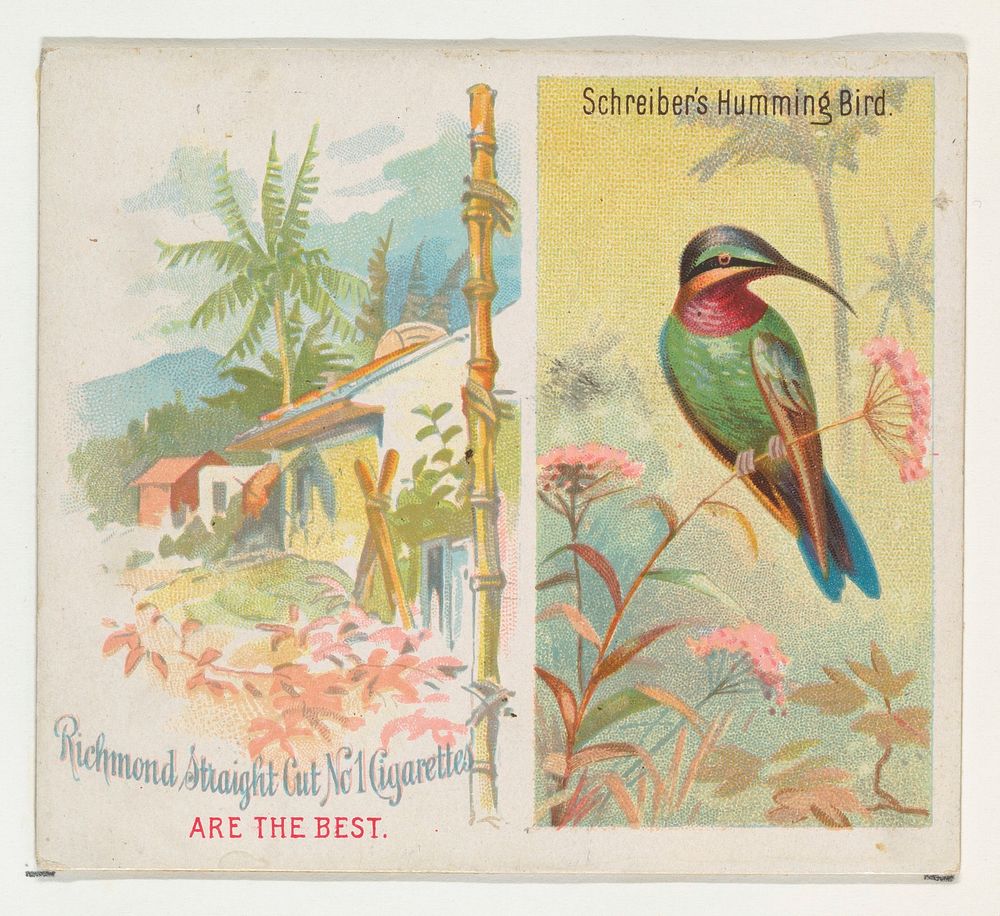 Schreiber's Hummingbird, from Birds of the Tropics series (N38) for Allen & Ginter Cigarettes issued by Allen & Ginter…