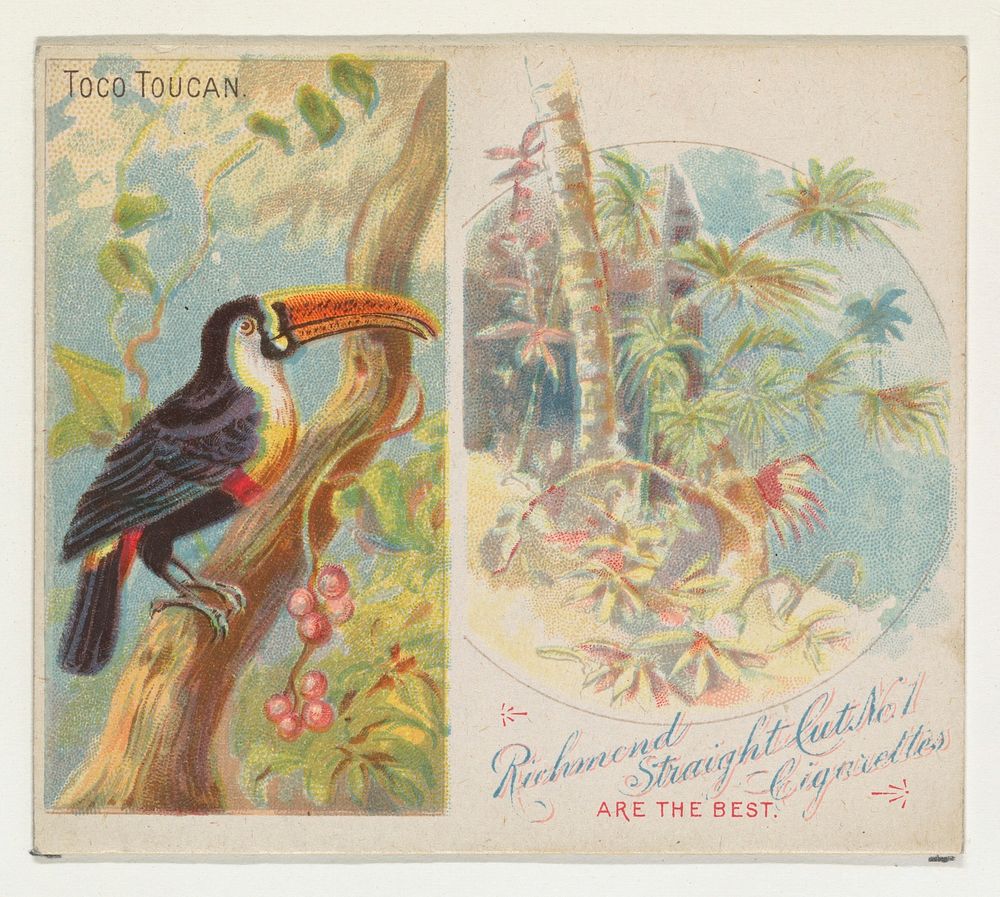Toco Toucan, from Birds of the Tropics series (N38) for Allen & Ginter Cigarettes issued by Allen & Ginter, George S. Harris…