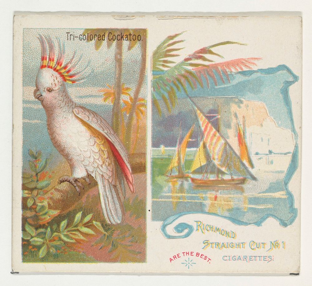 Tri-colored Cockatoo, from Birds of the Tropics series (N38) for Allen & Ginter Cigarettes issued by Allen & Ginter, George…