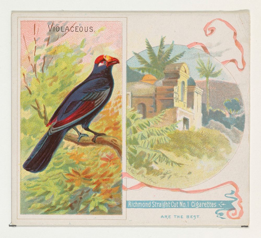Violaceous, from Birds of the Tropics series (N38) for Allen & Ginter Cigarettes issued by Allen & Ginter, George S. Harris…
