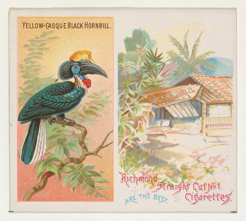 Yellow-Casque Black Hornbill, from Birds of the Tropics series (N38) for Allen & Ginter Cigarettes issued by Allen & Ginter…