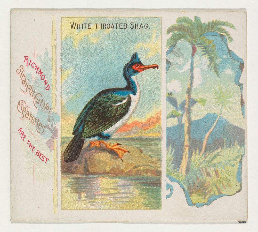 White-Throated Shag, from Birds of the Tropics series (N38) for Allen & Ginter Cigarettes issued by Allen & Ginter, George…