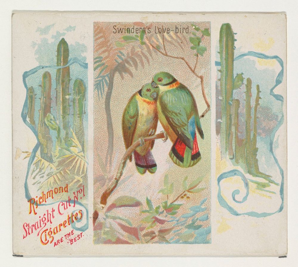 Swintern's Love-bird, from Birds of the Tropics series (N38) for Allen & Ginter Cigarettes issued by Allen & Ginter, George…