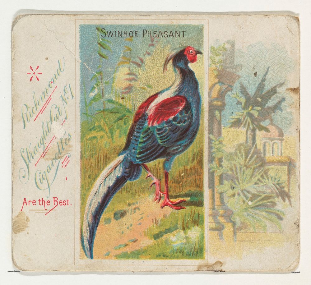 Swinhoe Pheasant, from Birds of the Tropics series (N38) for Allen & Ginter Cigarettes issued by Allen & Ginter, George S.…