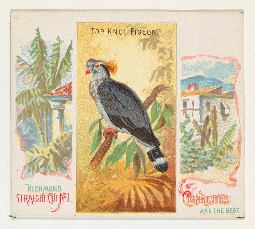 Top Knot Pigeon, from Birds of the Tropics series (N38) for Allen & Ginter Cigarettes issued by Allen & Ginter, George S.…