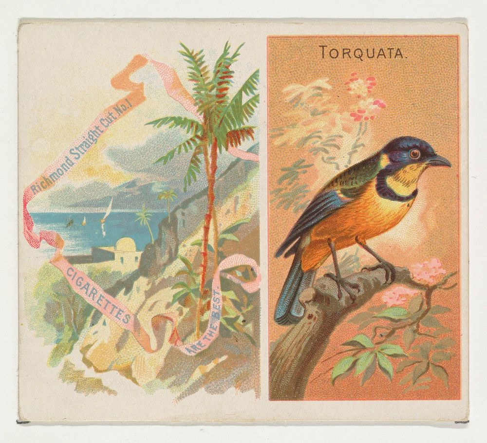 Torquata, from Birds of the Tropics series (N38) for Allen & Ginter Cigarettes