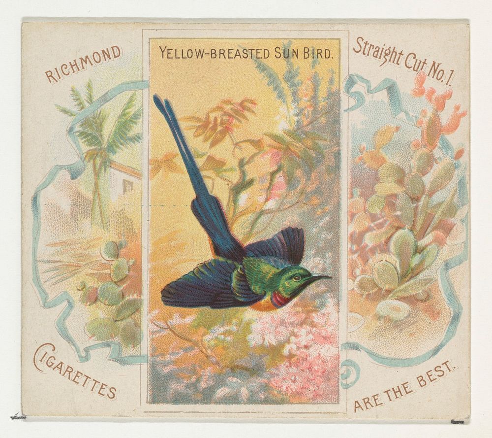 Yellow-Breasted Sun Bird, from Birds of the Tropics series (N38) for Allen & Ginter Cigarettes issued by Allen & Ginter…