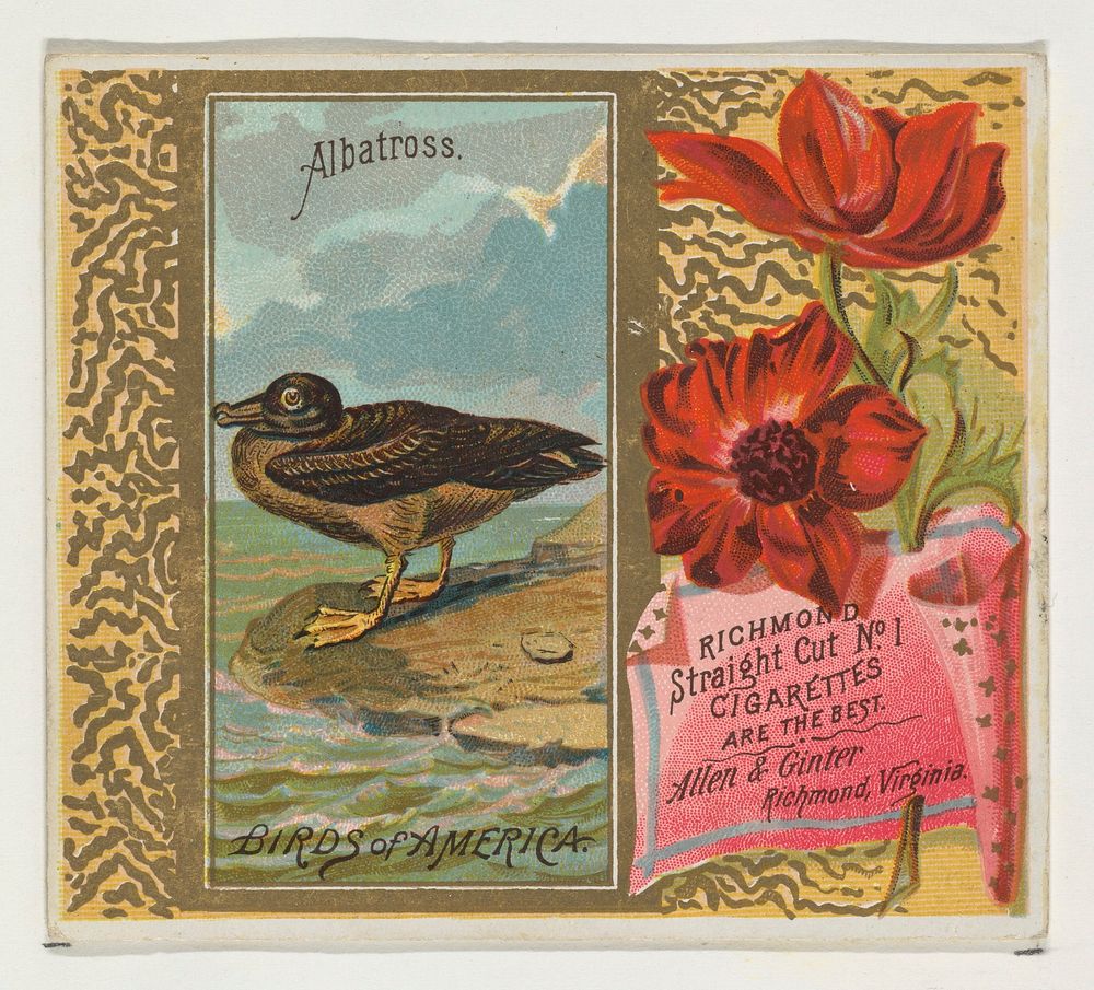 Albatross, from the Birds of America series (N37) for Allen & Ginter Cigarettes issued by Allen & Ginter 