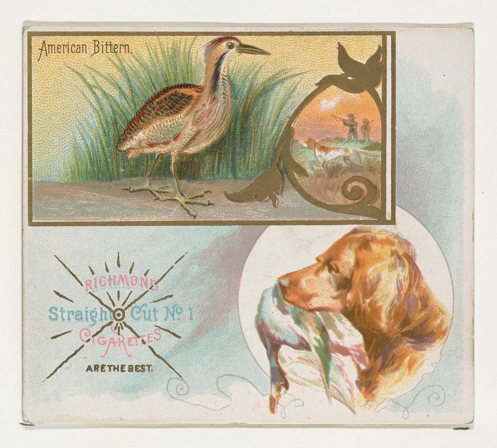 American Bittern, from the Game Birds series (N40) for Allen & Ginter Cigarettes issued by Allen & Ginter 