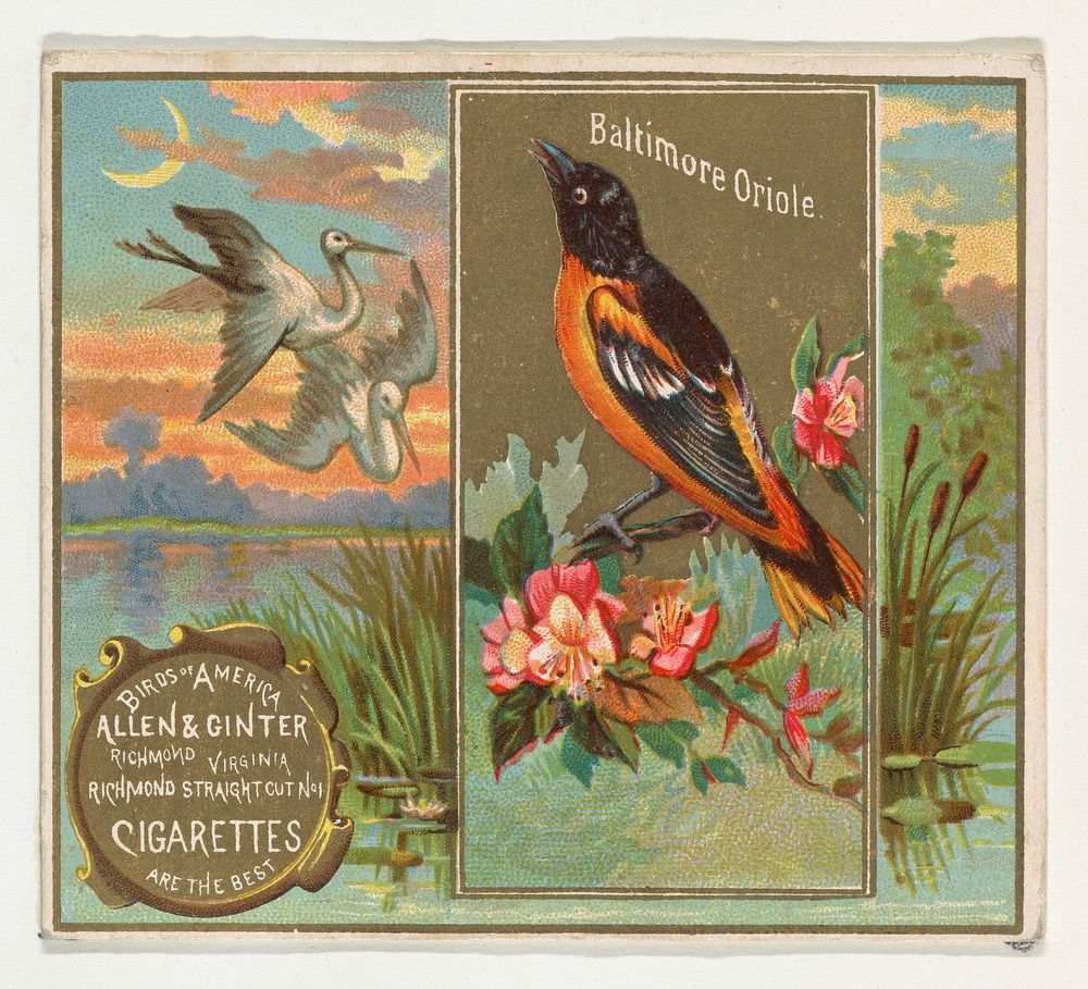 Baltimore Oriole, from the Birds of America series (N37) for Allen & Ginter Cigarettes issued by Allen & Ginter 