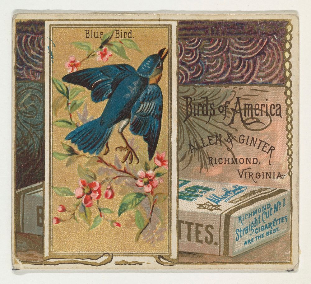 Bluebird, from the Birds of America series (N37) for Allen & Ginter Cigarettes issued by Allen & Ginter 