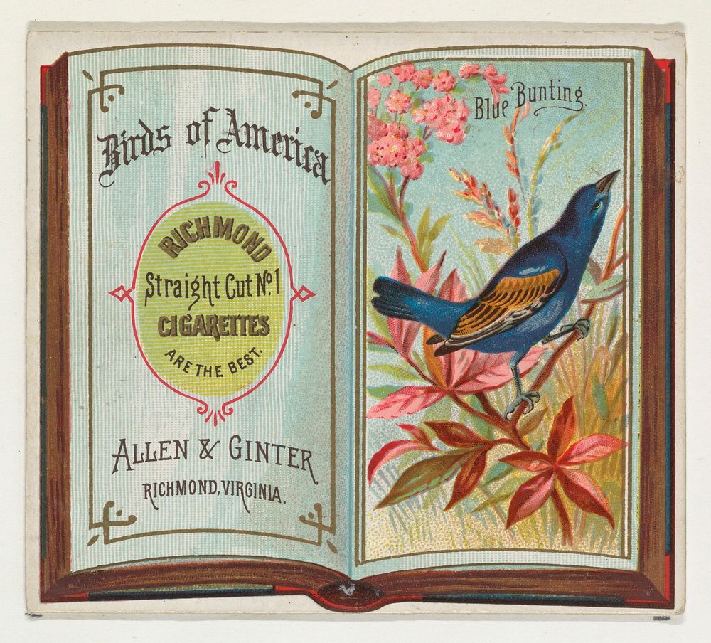 Blue Bunting, from the Birds of America series (N37) for Allen & Ginter Cigarettes issued by Allen & Ginter 