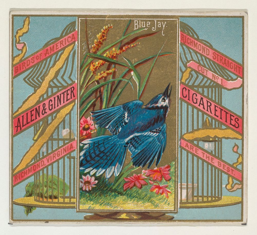 Blue Jay, from the Birds of America series (N37) for Allen & Ginter Cigarettes issued by Allen & Ginter 