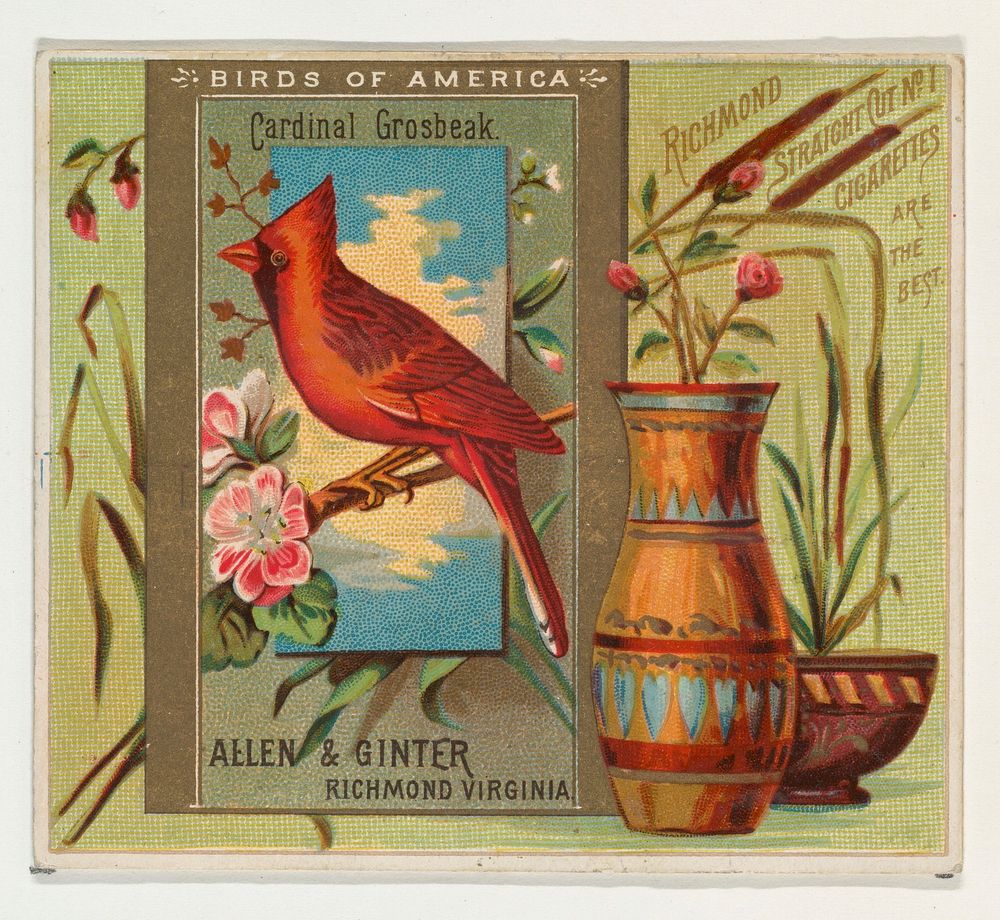 Cardinal Grosbeak, from the Birds of America series (N37) for Allen & Ginter Cigarettes issued by Allen & Ginter 