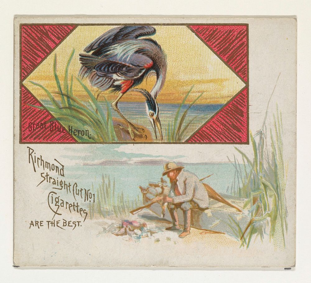 Great Blue Heron, from the Game Birds series (N40) for Allen & Ginter Cigarettes issued by Allen & Ginter 