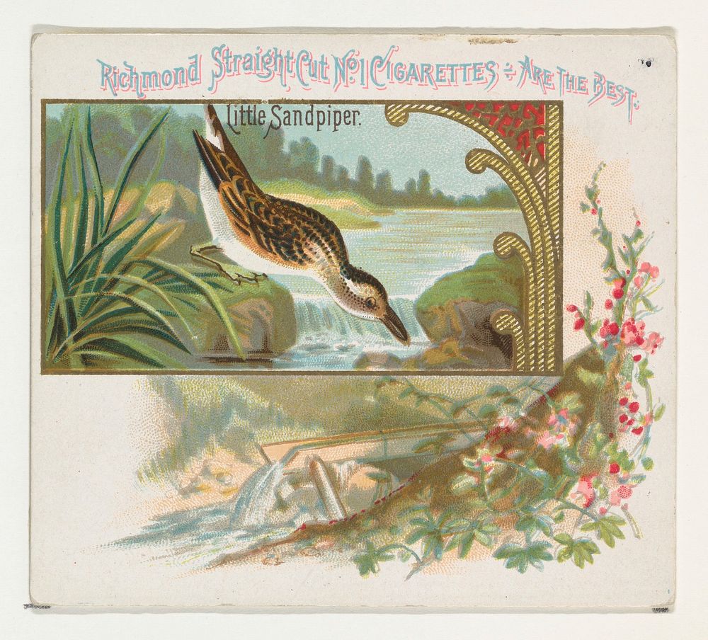Little Sandpiper, from the Game Birds series (N40) for Allen & Ginter Cigarettes issued by Allen & Ginter 