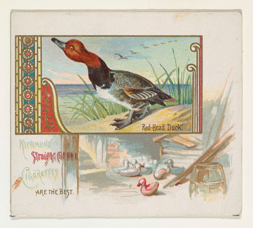 Red Head Duck, from the Game Birds series (N40) for Allen & Ginter Cigarettes issued by Allen & Ginter 