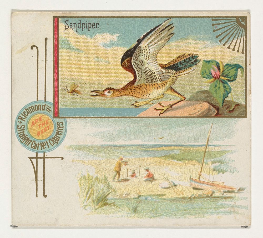 Sandpiper, from the Game Birds series (N40) for Allen & Ginter Cigarettes issued by Allen & Ginter 