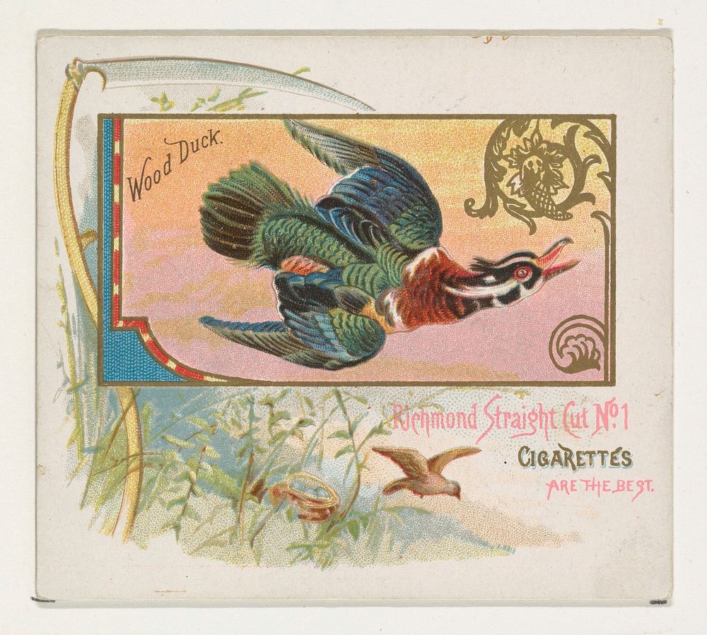Wood Duck, from the Game Birds series (N40) for Allen & Ginter Cigarettes
