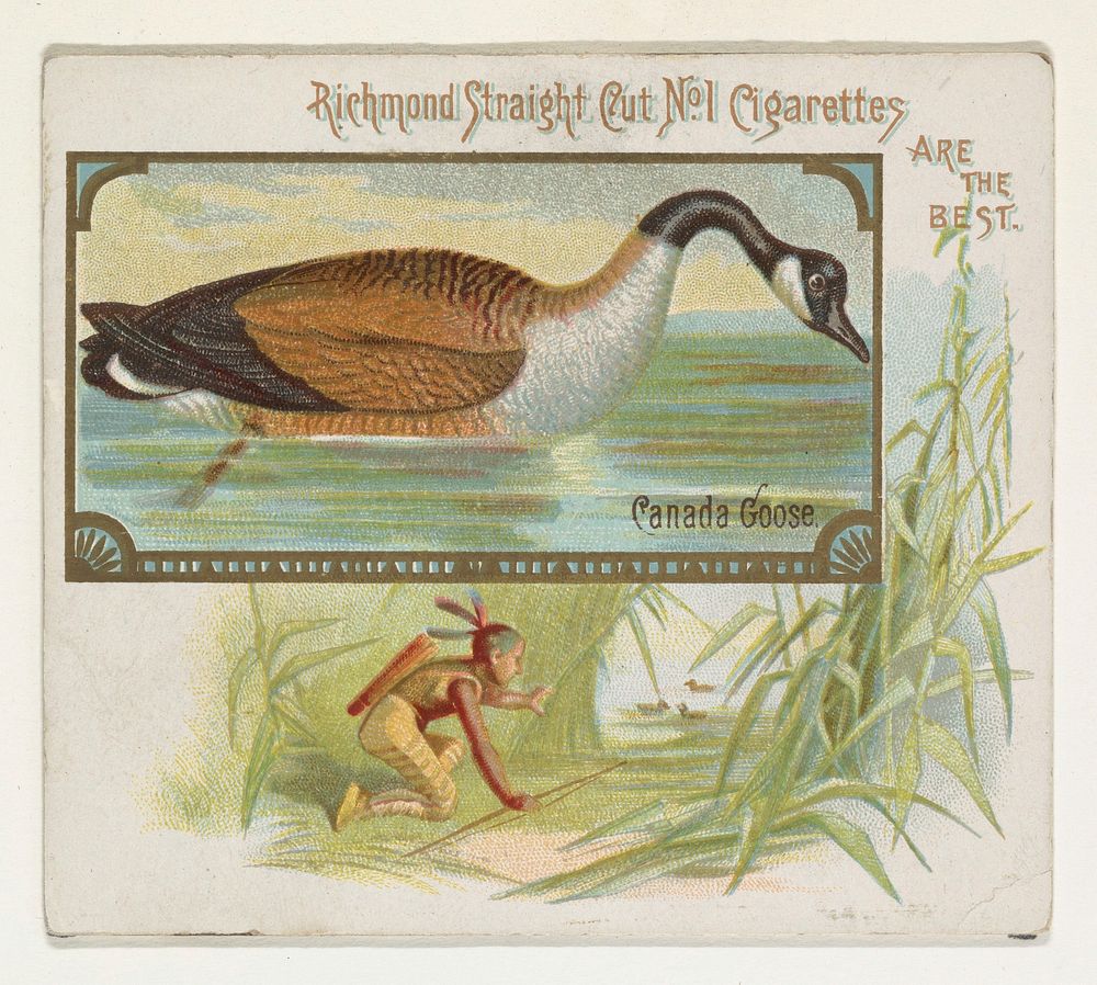 Canada Goose, from the Game Birds series (N40) for Allen & Ginter Cigarettes issued by Allen & Ginter 