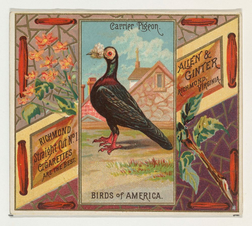 Carrier Pigeon, from the Birds of America series (N37) for Allen & Ginter Cigarettes issued by Allen & Ginter 