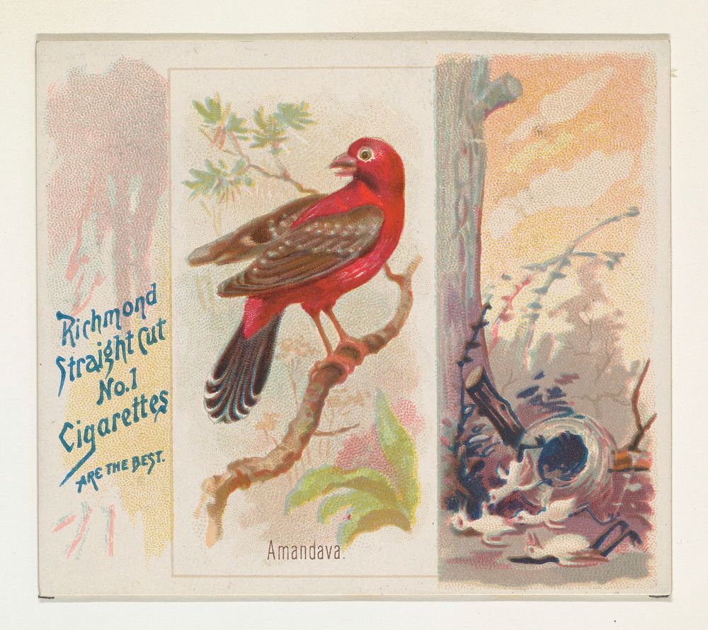 Amandava, from the Song Birds of the World series (N42) for Allen & Ginter Cigarettes issued by Allen & Ginter, George S.…