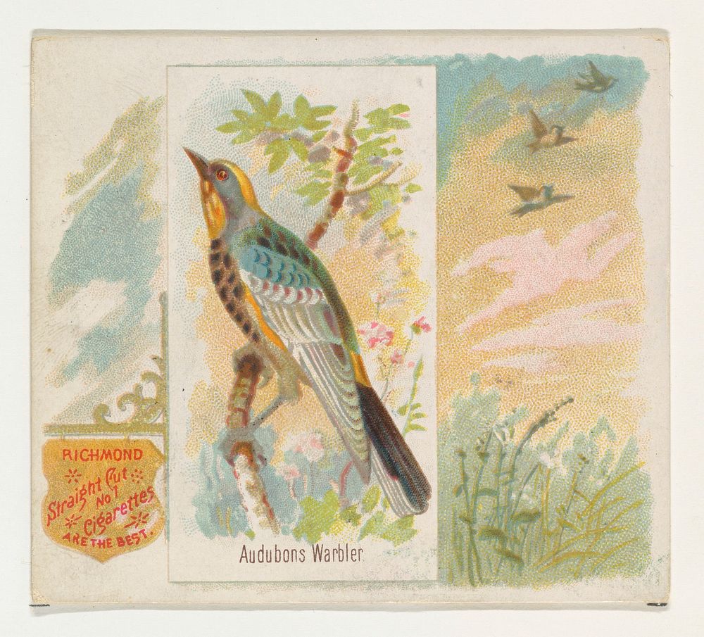 Audobons Warbler, from the Song Birds of the World series (N42) for Allen & Ginter Cigarettes issued by Allen & Ginter…