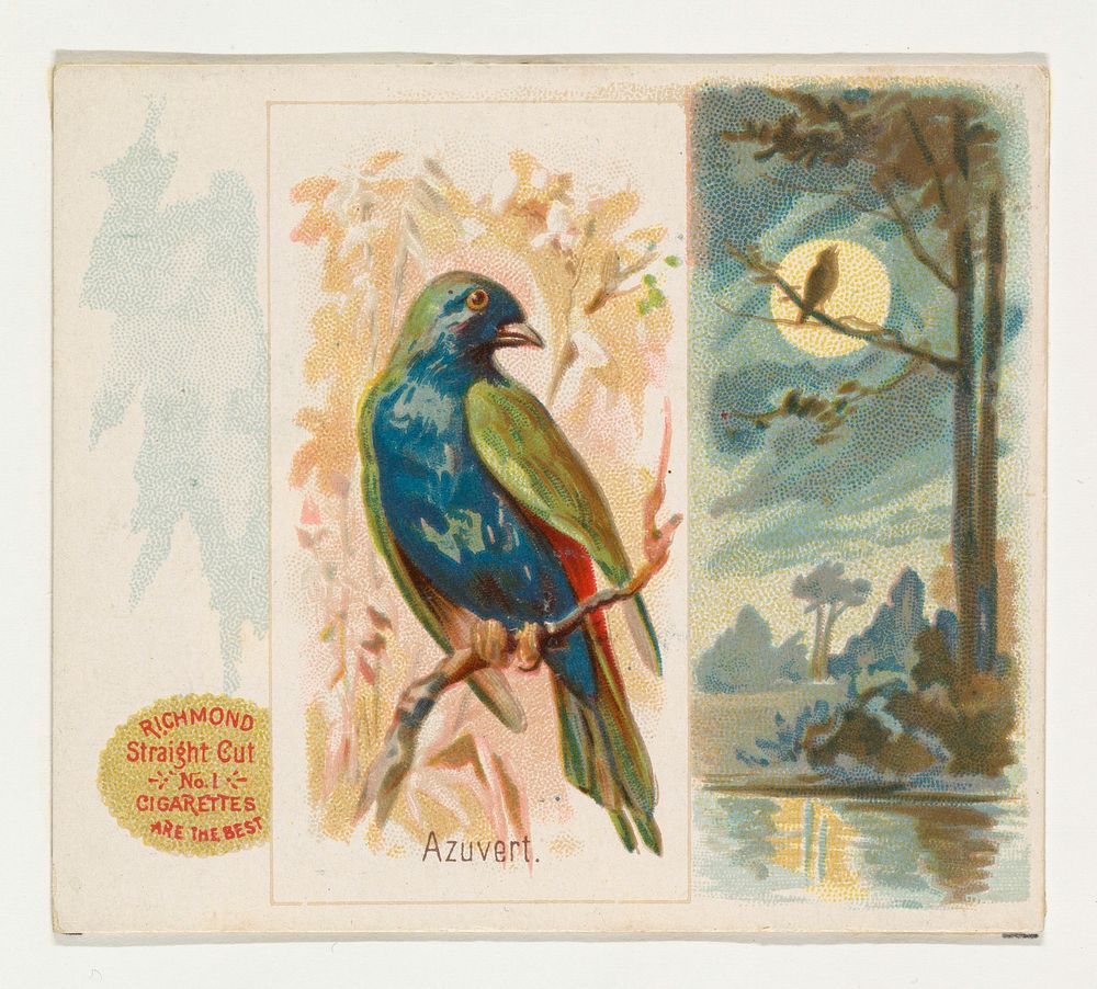 Azuvert, from the Song Birds of the World series (N42) for Allen & Ginter Cigarettes issued by Allen & Ginter, George S.…