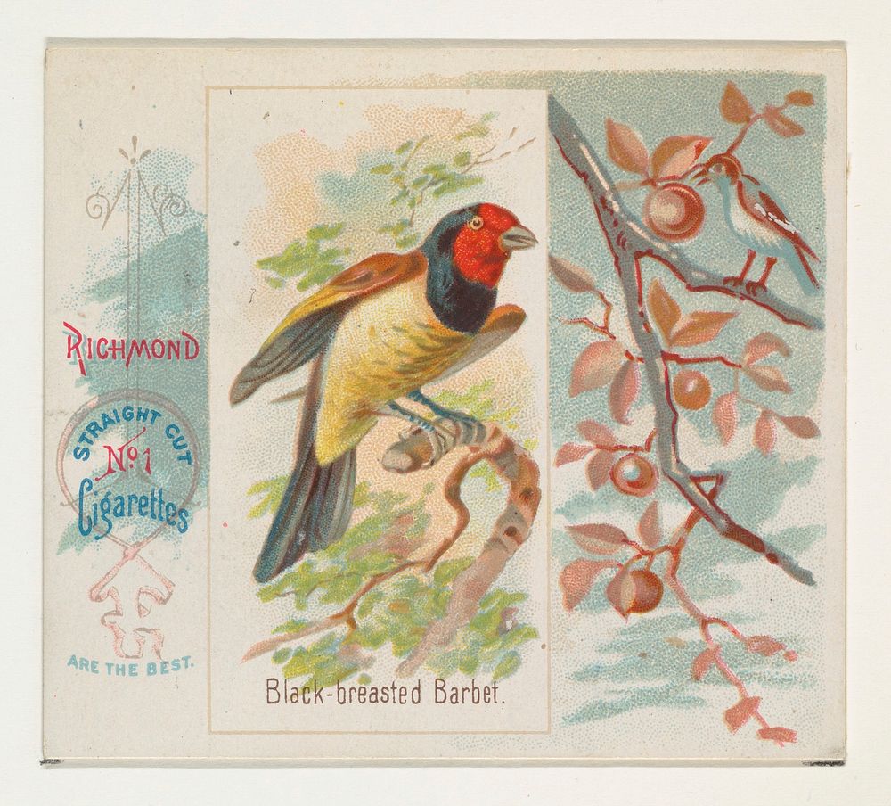 Black-breasted Barbet, from the Song Birds of the World series (N42) for Allen & Ginter Cigarettes issued by Allen & Ginter…