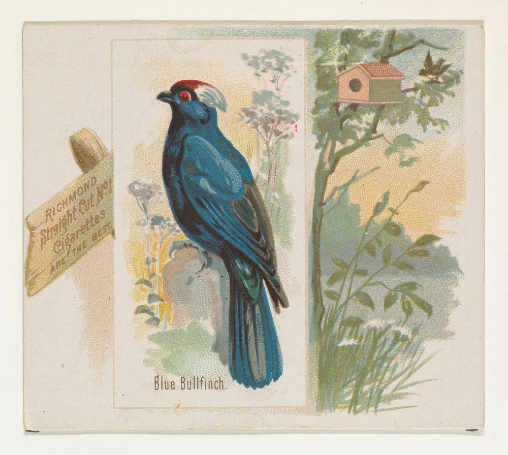 Blue Bullfinch, from the Song Birds of the World series (N42) for Allen & Ginter Cigarettes issued by Allen & Ginter, George…