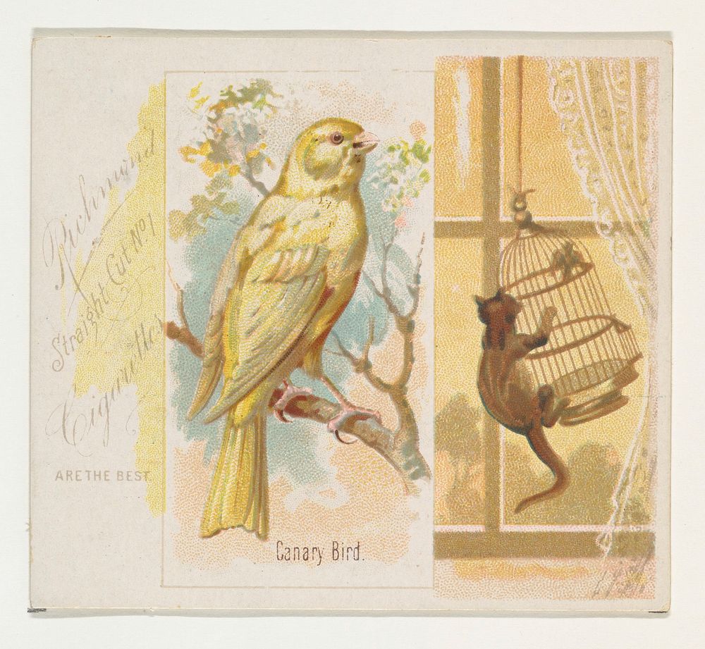 Canary Bird, from the Song Birds of the World series (N42) for Allen & Ginter Cigarettes issued by Allen & Ginter, George S.…