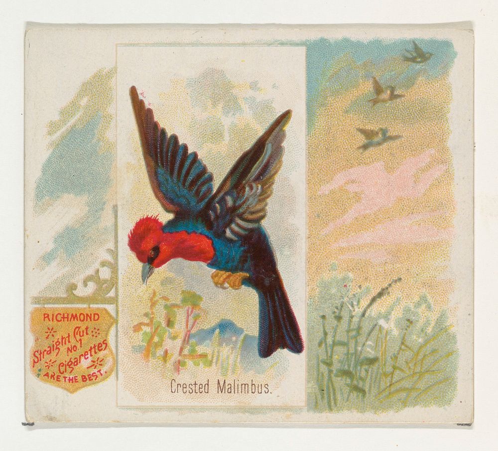 Crested Malimbus, from the Song Birds of the World series (N42) for Allen & Ginter Cigarettes issued by Allen & Ginter…