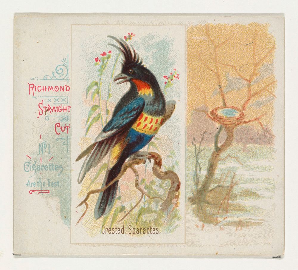 Crested Sparactes, from the Song Birds of the World series (N42) for Allen & Ginter Cigarettes