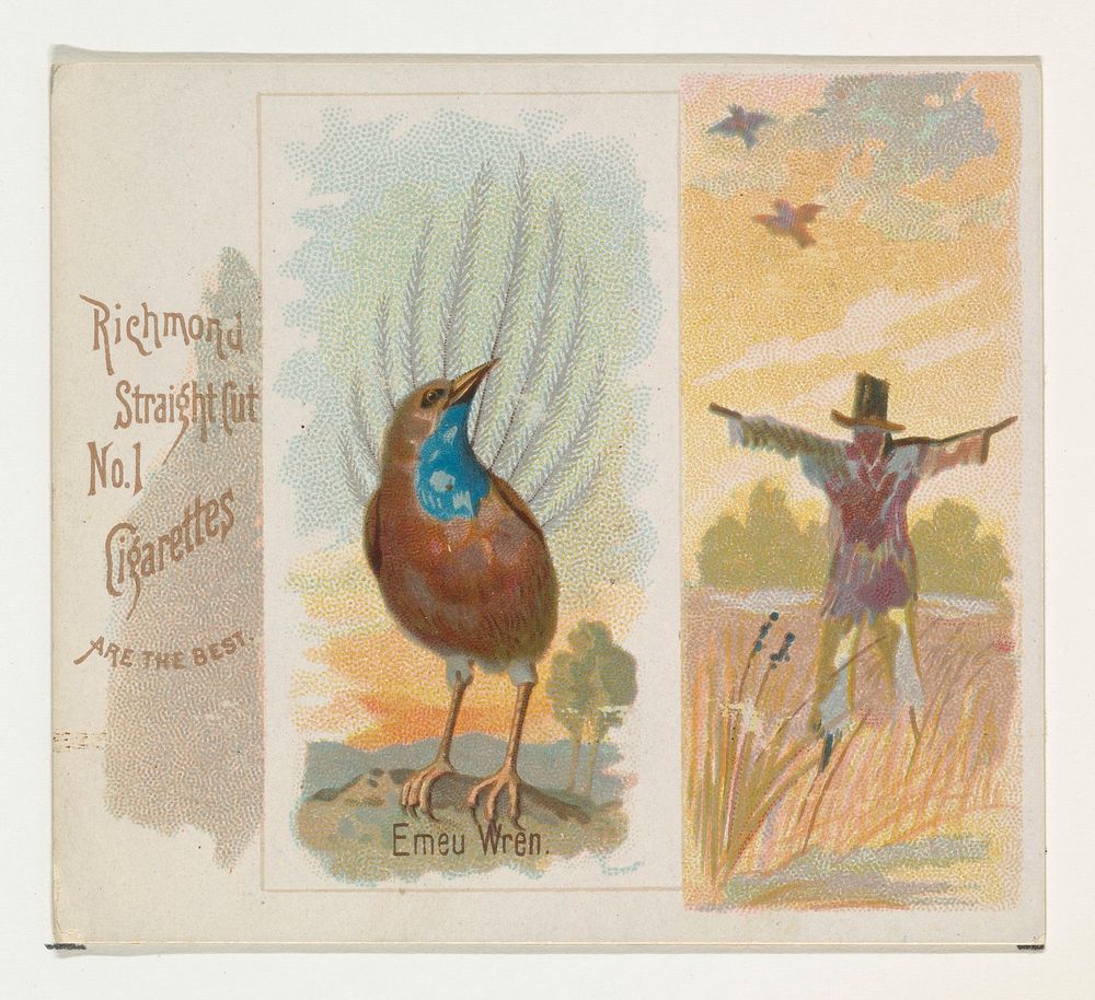 Emeu Wren, from the Song Birds of the World series (N42) for Allen & Ginter Cigarettes issued by Allen & Ginter, George S.…