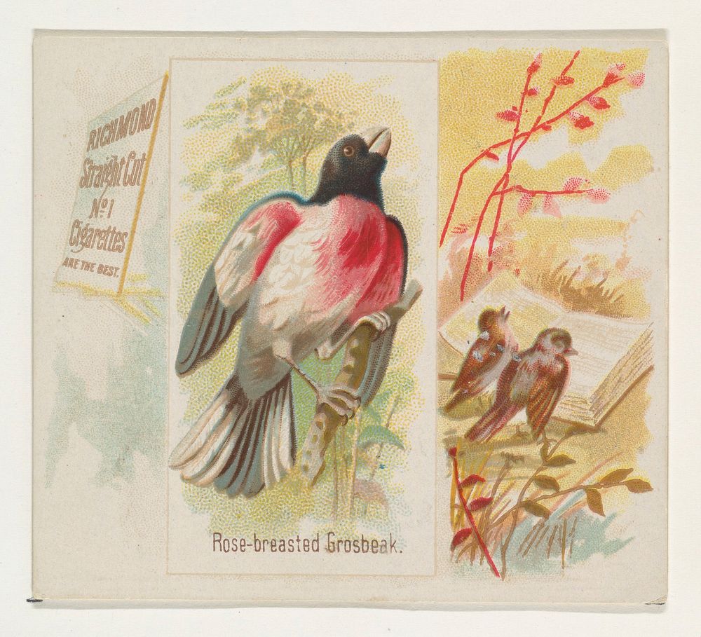 Rose-breasted Grosbeak, from the Song Birds of the World series (N42) for Allen & Ginter Cigarettes