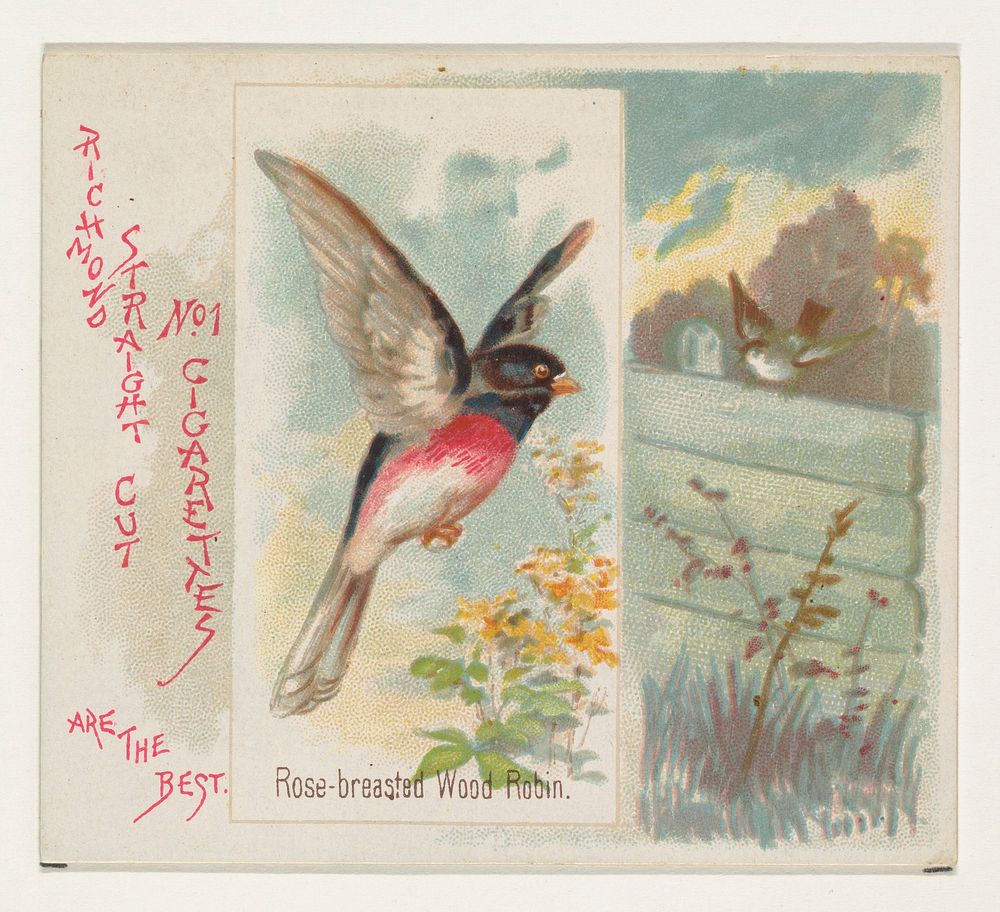 Rose-breasted Wood Robin, from the Song Birds of the World series (N42) for Allen & Ginter Cigarettes issued by Allen &…