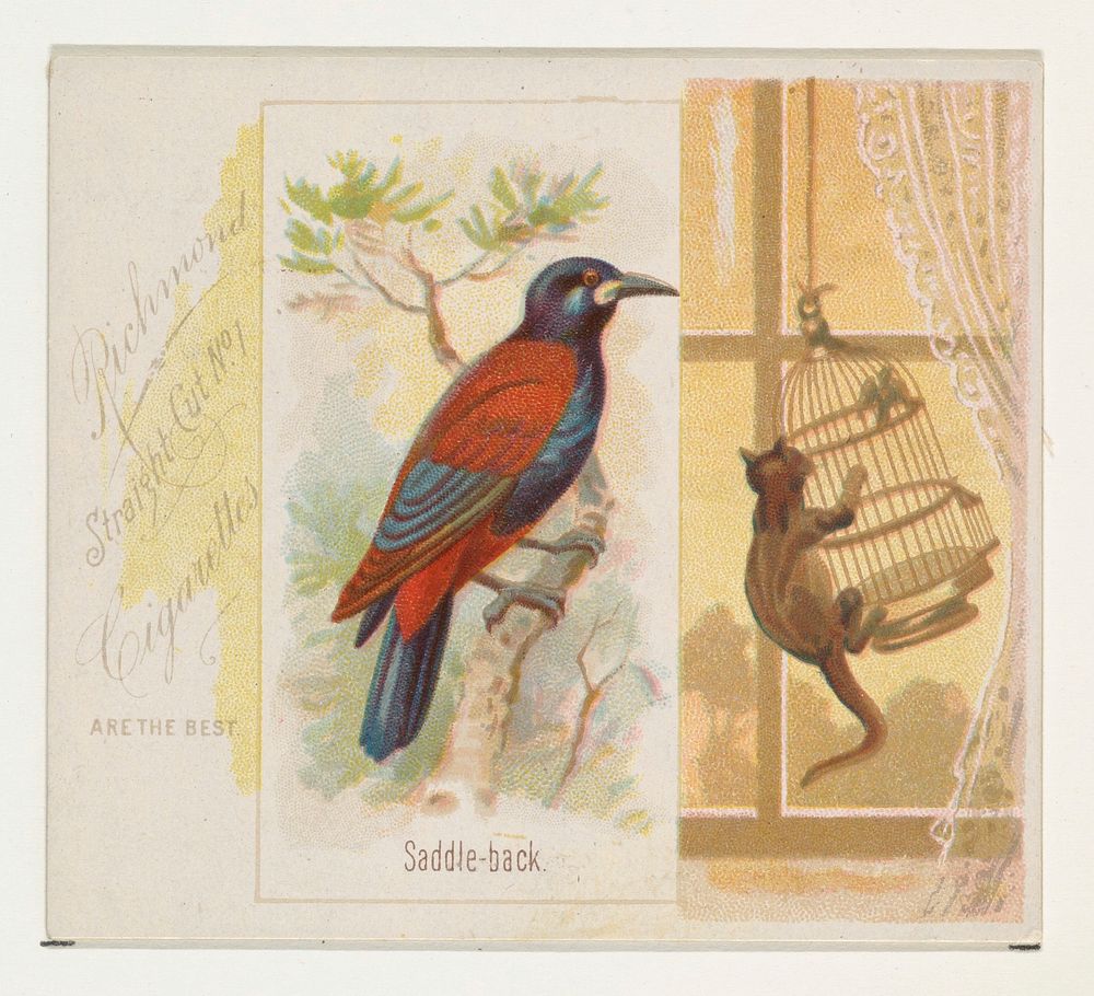 Saddle-back, from the Song Birds of the World series (N42) for Allen & Ginter Cigarettes issued by Allen & Ginter, George S.…