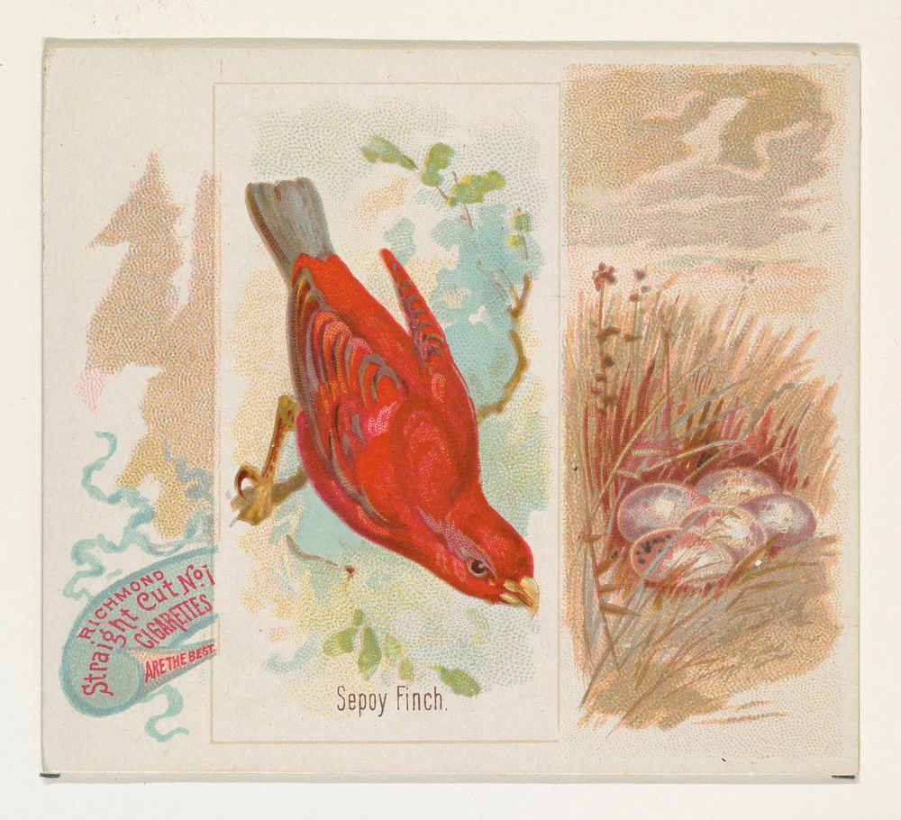 Sepoy Finch, from the Song Birds of the World series (N42) for Allen & Ginter Cigarettes