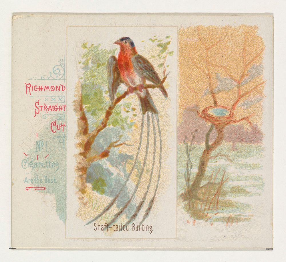 Shaft-tailed Bunting, from the Song Birds of the World series (N42) for Allen & Ginter Cigarettes issued by Allen & Ginter…