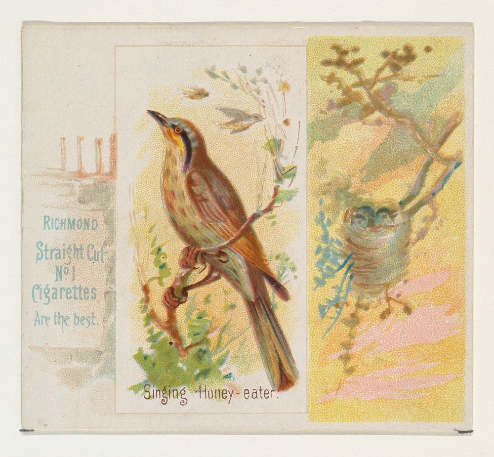 Singing Honey-eater, from the Song Birds of the World series (N42) for Allen & Ginter Cigarettes issued by Allen & Ginter…