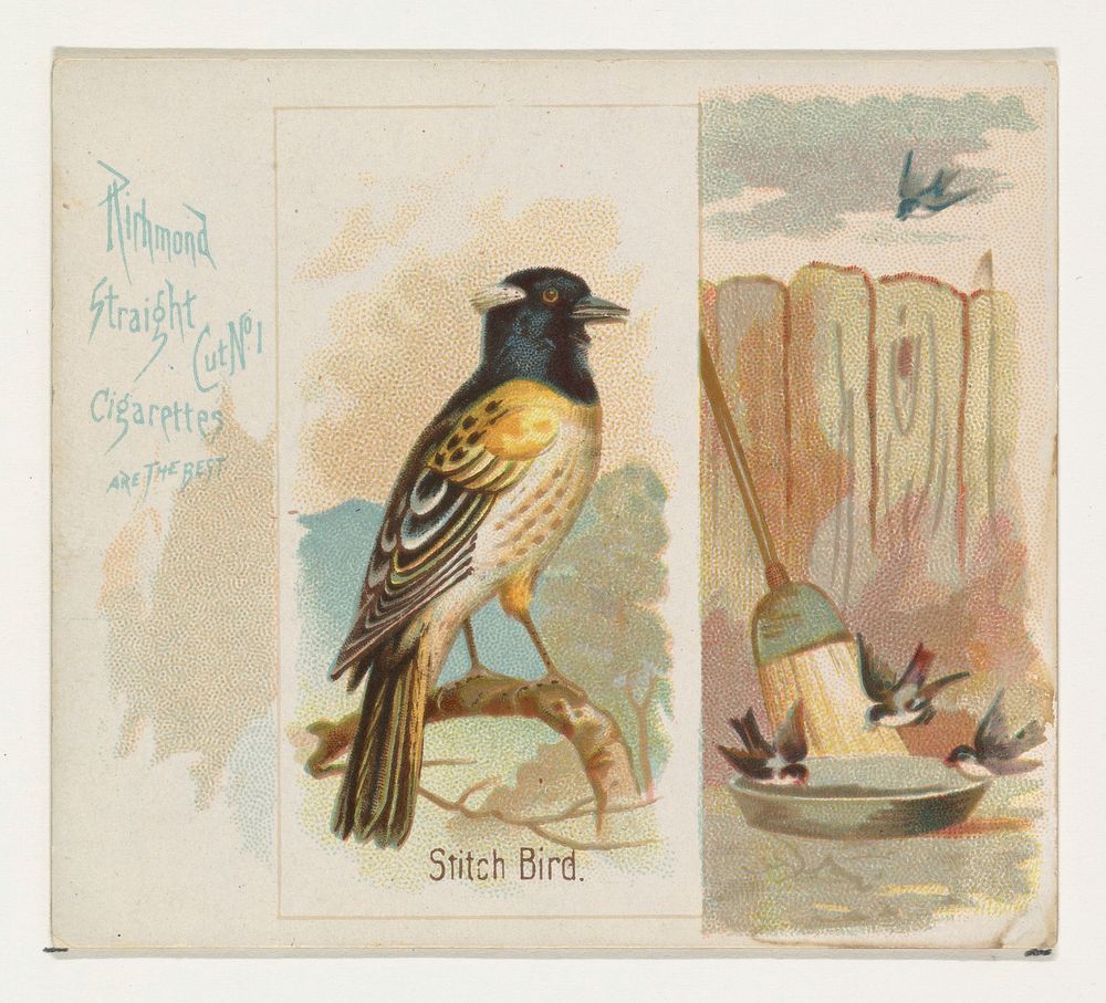 Stitch Bird, from the Song Birds of the World series (N42) for Allen & Ginter Cigarettes issued by Allen & Ginter, George S.…