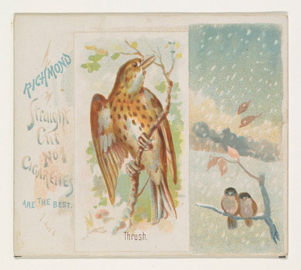 Thrush, from the Song Birds of the World series (N42) for Allen & Ginter Cigarettes issued by Allen & Ginter, George S.…