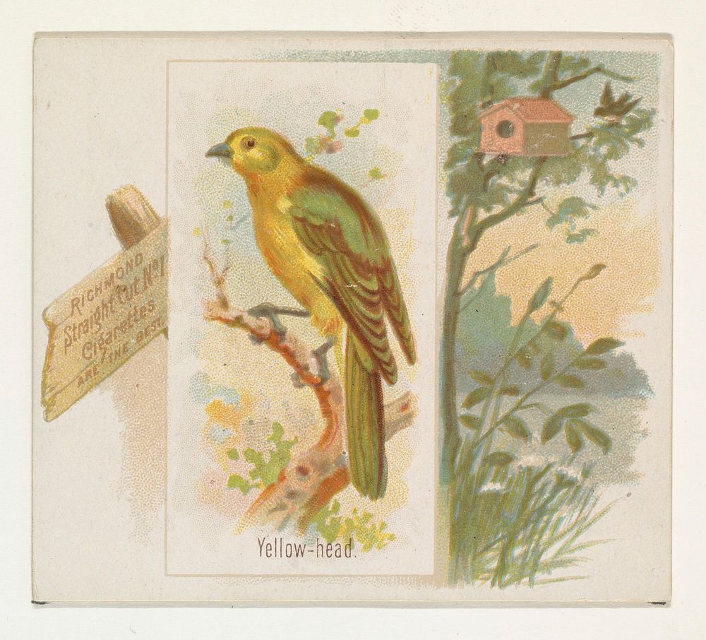 Yellow-head, from the Song Birds of the World series (N42) for Allen & Ginter Cigarettes issued by Allen & Ginter, George S.…